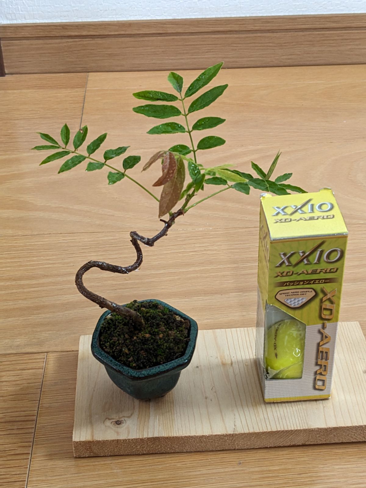 ブーゲンビリア盆栽　 らくらくメルカリ便発送‼️ ブーゲンビリアNo857 らくらくメルカリ便発送‼️