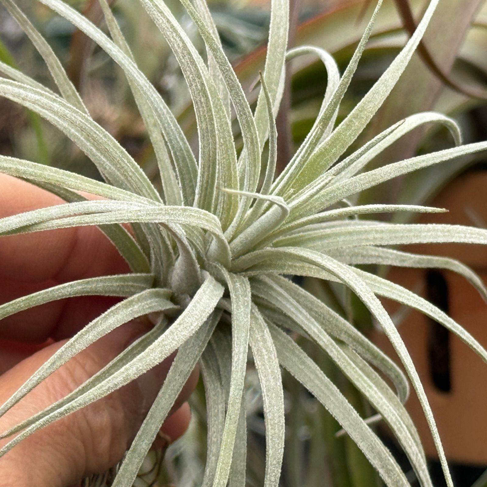 [φ17×10]チランジア モーリアナ(モウリアナ) Tillandsia mauryana