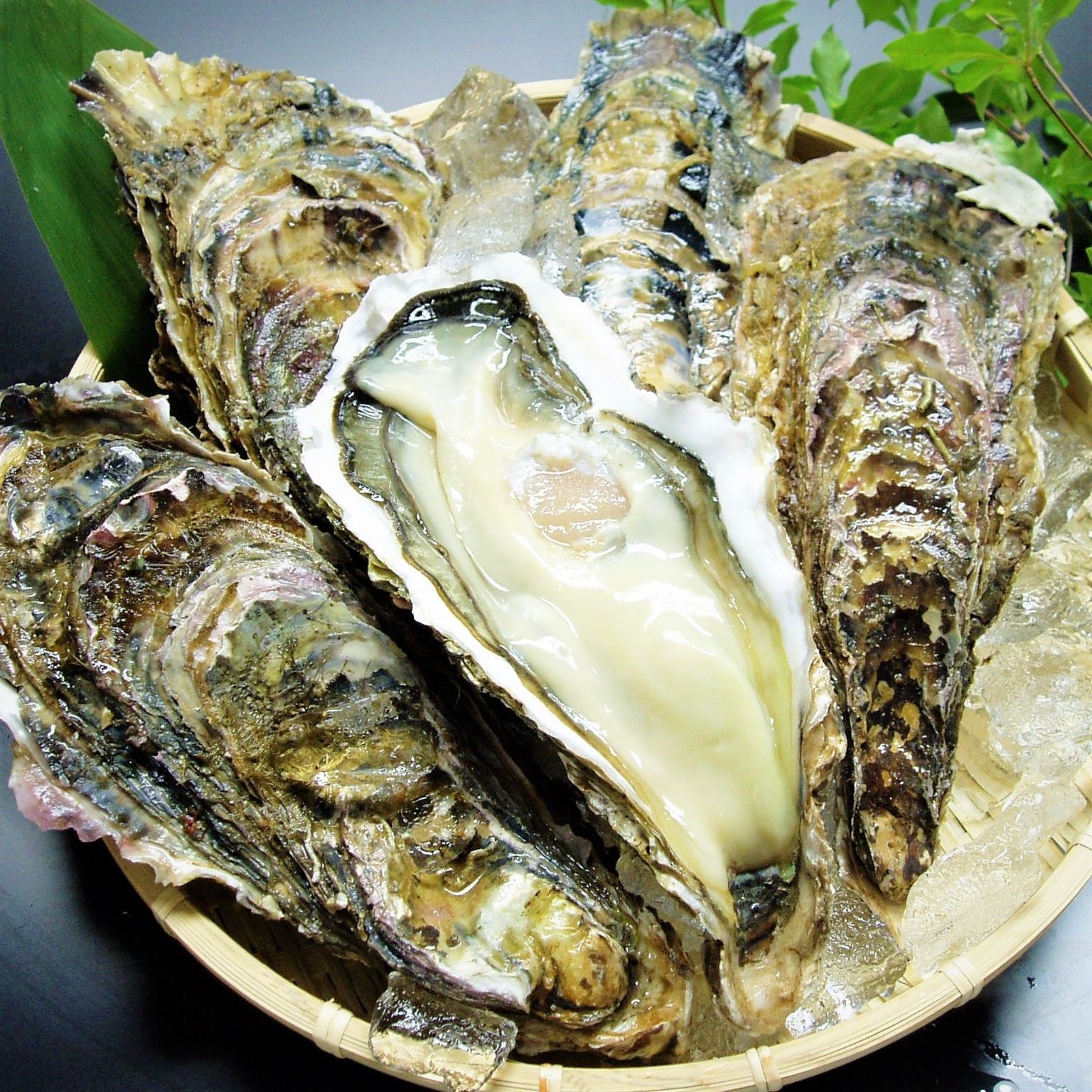 生食用 殻付生牡蠣 大粒 15個セット 三陸産の生かきで自宅がオイスターバーに！-1