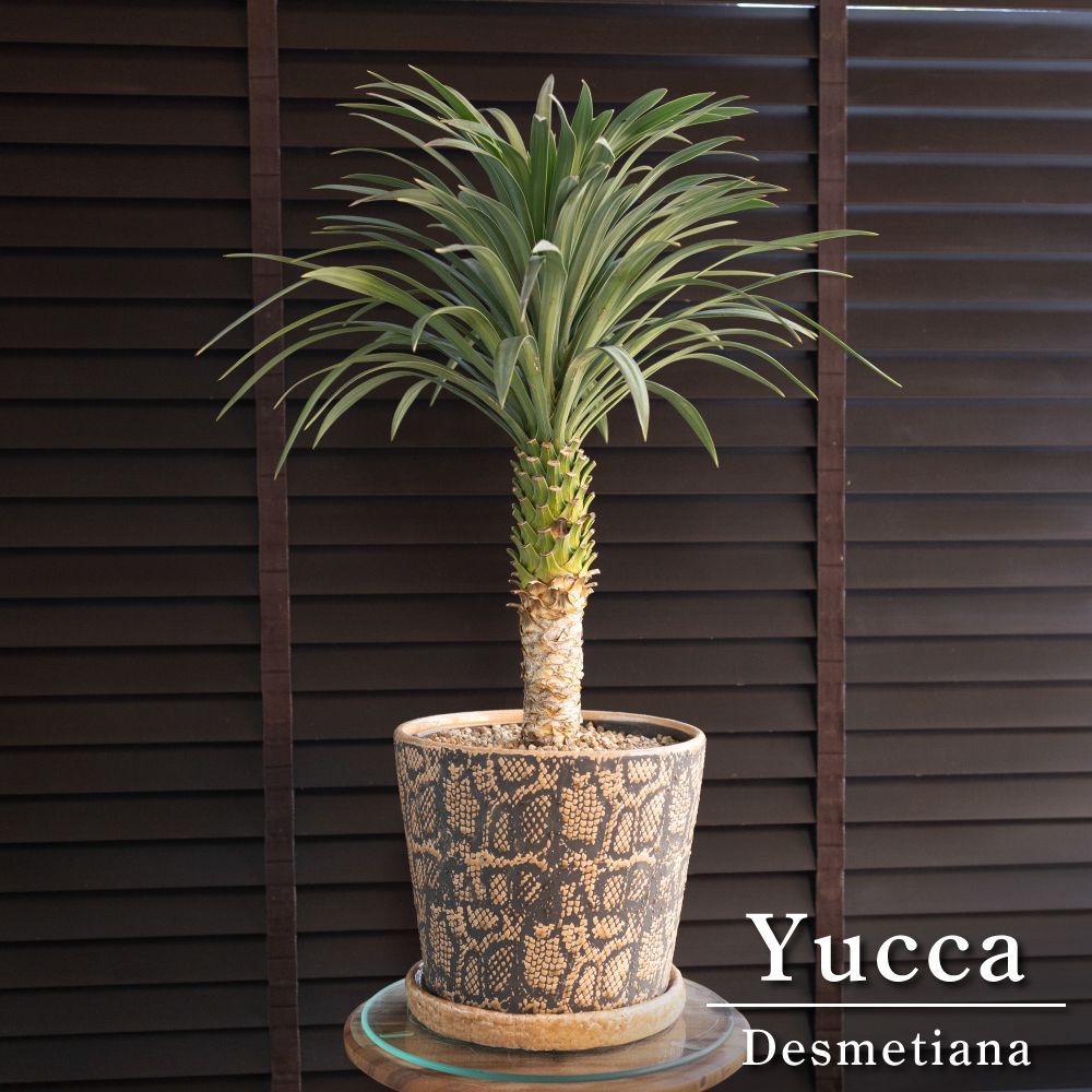 ゆっか様専用ページ ユッカ ロストラータ Venice vintage store様専用