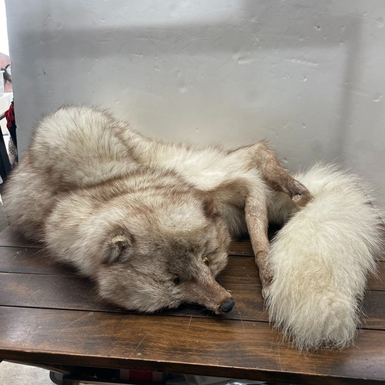 巨大 たぬき リアルファー 襟巻き 足爪付き マフラー 120cm - メルカリ 