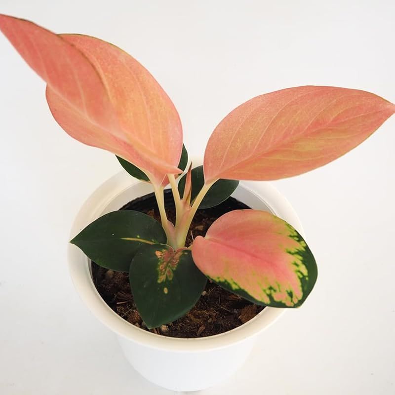 ＩＴＡＮＳＥ アグラオネマ チャイナレッド 4号 3個セット 観葉植物 学名 Aglaonema China Red サトイモ科 非耐寒性 常緑多年草 原生地 東南アジア 葉っぱのほとんどが赤ピンク 幸福を運んでくれる植物 耐陰性があり 直射日光を嫌
