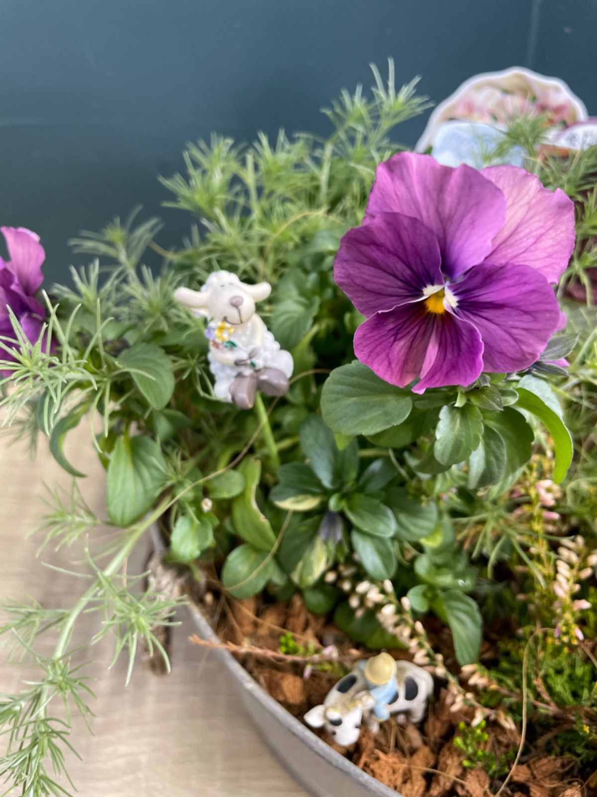 箱庭風♡寄せ植え オーダーはこちらから〜箱庭風多肉植物寄せ植え