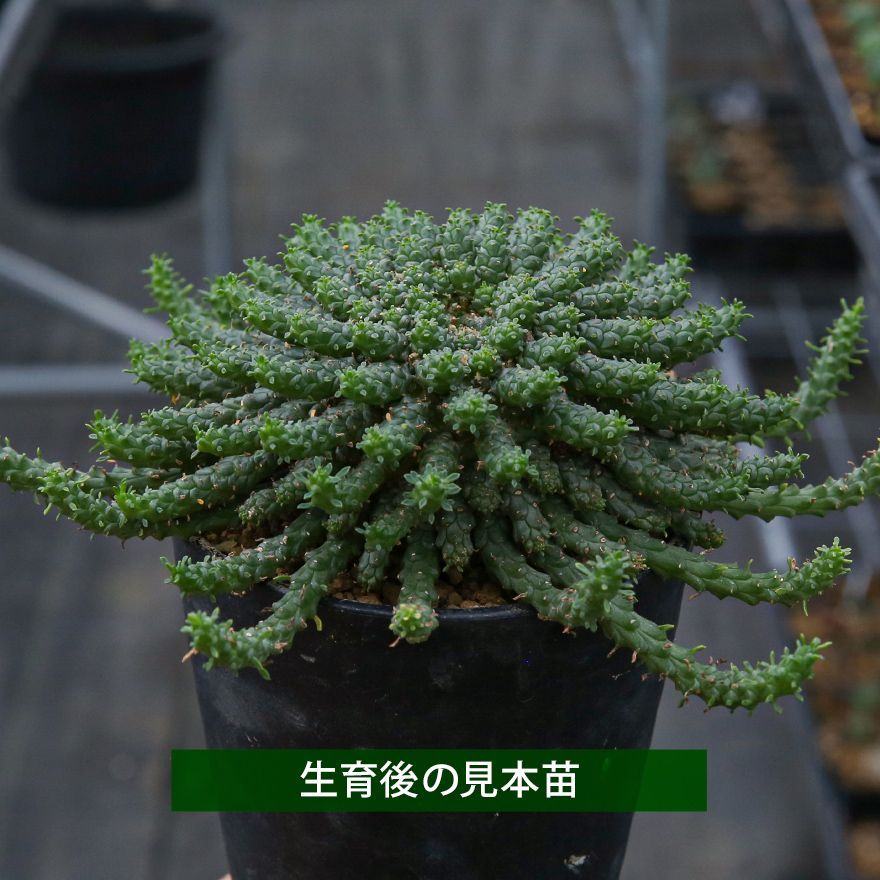 ユーフォルビア ゴルゴニス｜実生｜EG02 - メルカリ