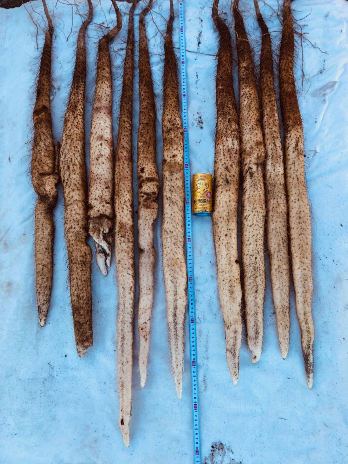 栃木県産自然薯 20kg 真空パック 栃木県産自然薯 20kg 真空パック 2025新物 栃木産自然薯 800g 真空パック