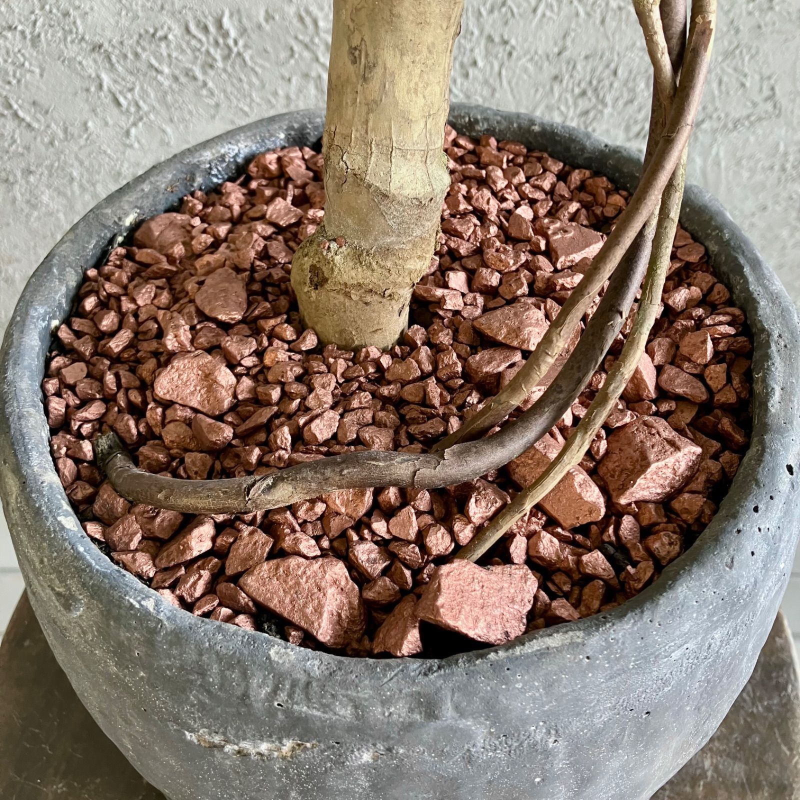 美形 根上がり モンステラ デリシオーサ 7号 テラコッタ性鉢植え