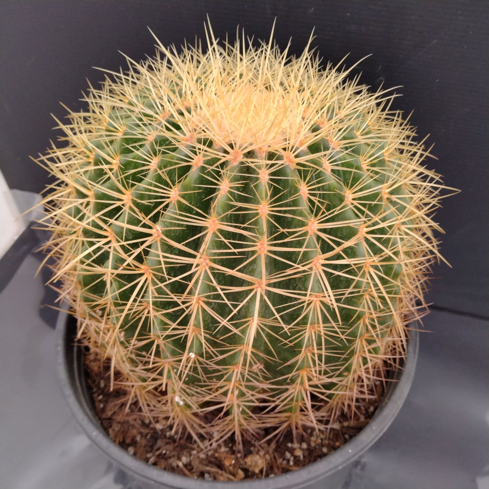 サボテン　エキノカクタス　金鯱、6号鉢（鉢付き対応可） hanaerikaheh2008y_sb-ks80