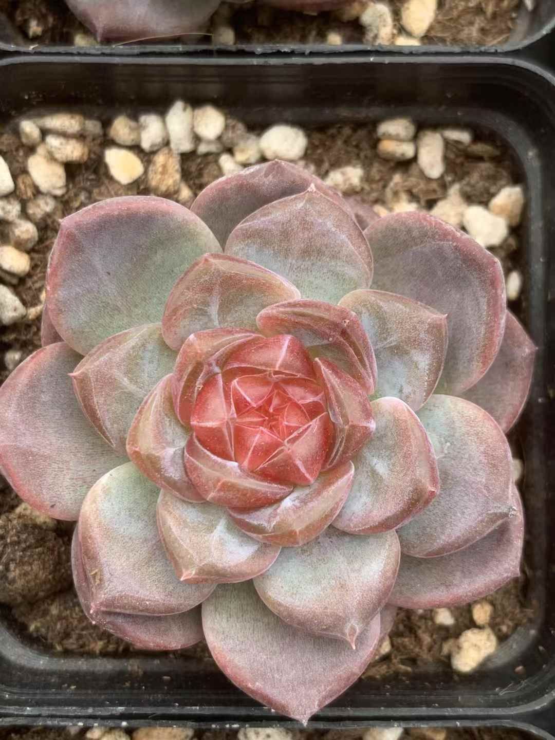 54株の抜き苗セット レッドハート 多肉植物 佐川急便発送 エケベリア 韓国苗 LX32 USTAUSTRALIA_COM_AU