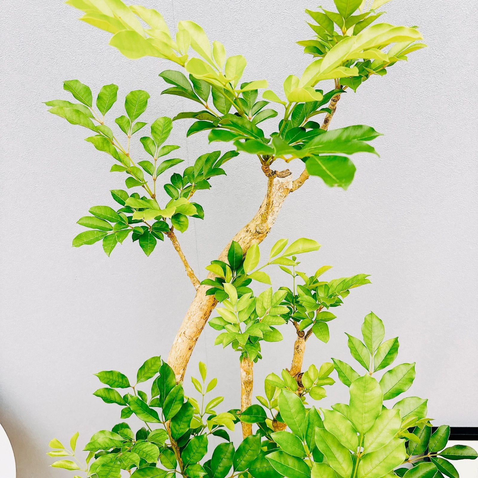 現品］【希少】A ダベビア 8号 観葉植物 レア おしゃれ プラスチック鉢 - メルカリ