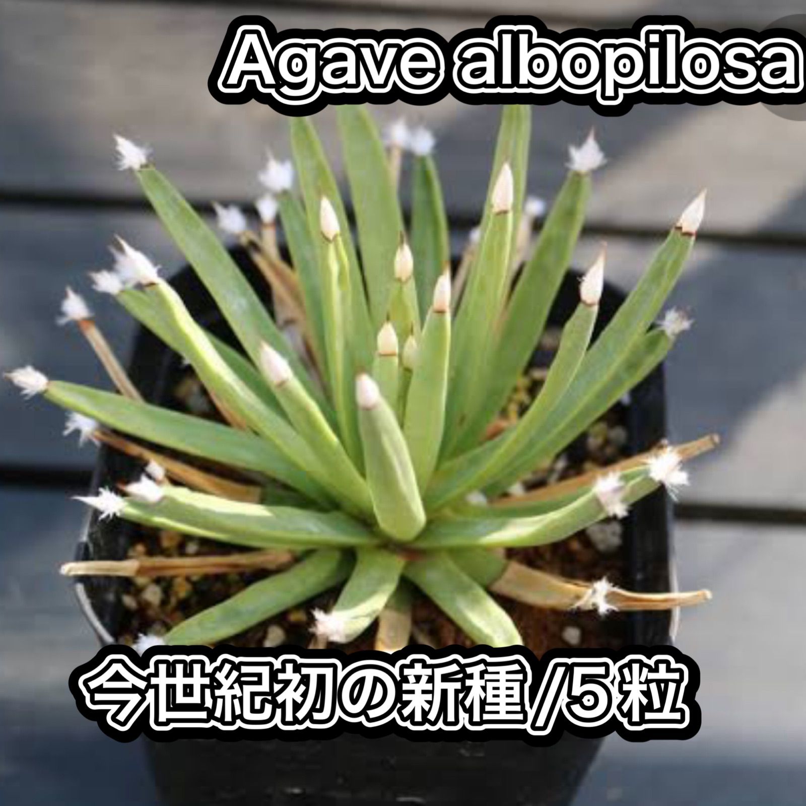 豊富なお得アガベ・アルボピロサ　希少種 アガベ 観葉植物