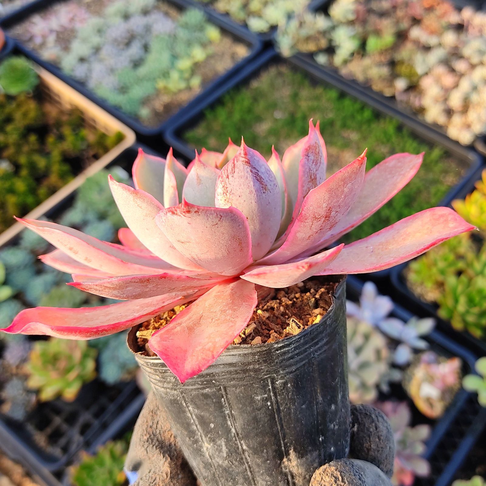 多肉植物 エケベリア ヘラ 抜き苗