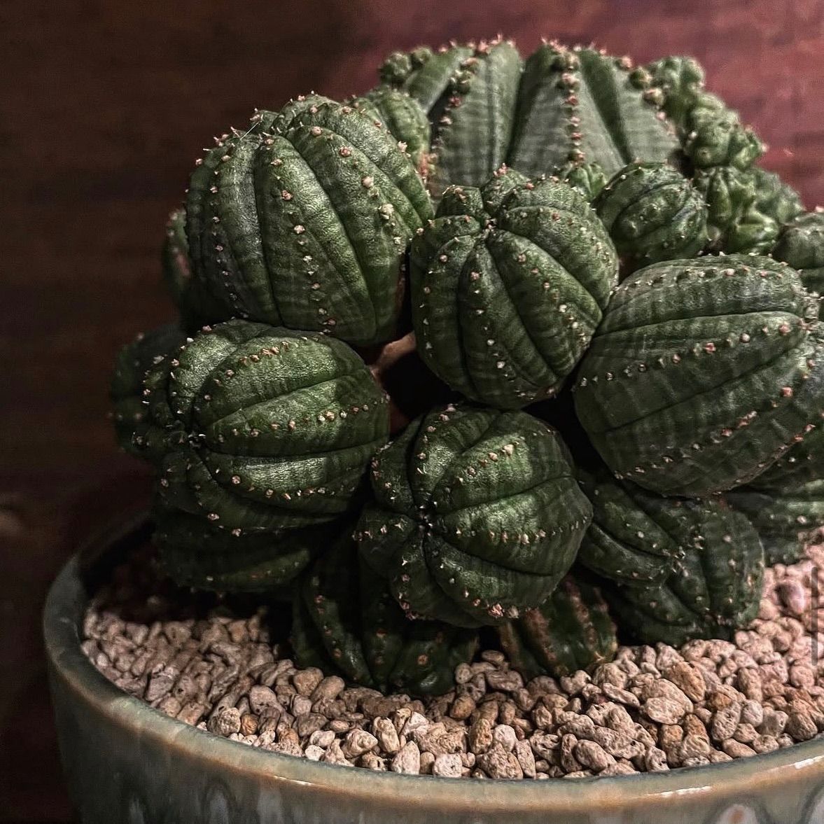 ユーフォルビア　オベサ　群生株　オベサブロウ　多肉植物(検索　バリダ　ホリダ ユーフォルビア オベサ 群生 1 ユーフォルビア オベサ 群生株