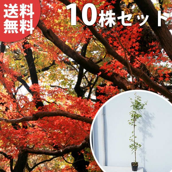 園芸用品 苗/苗木 【10本セット】 イロハモミジ 樹高0.8m前後 10.5cm