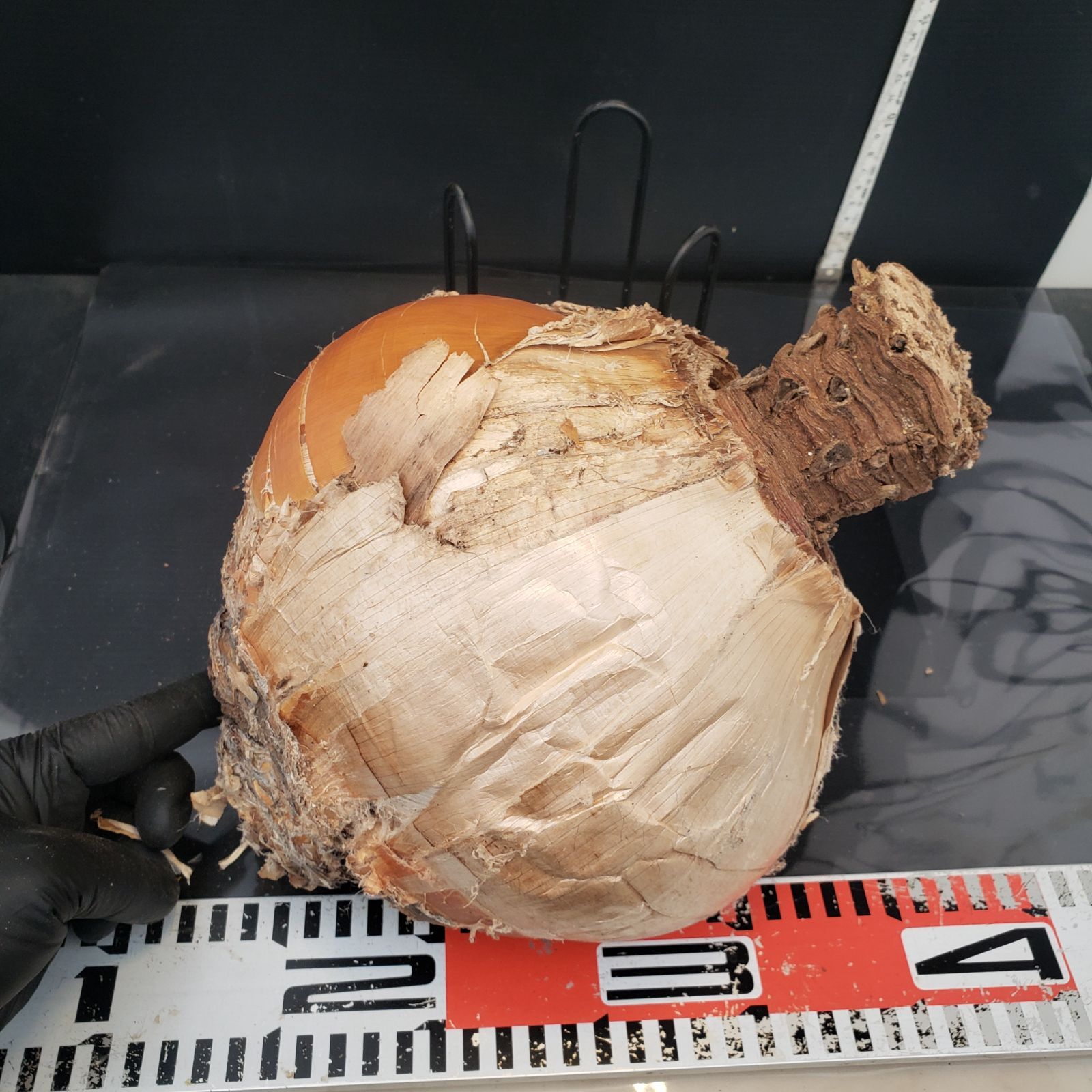 最新到着 Boophane