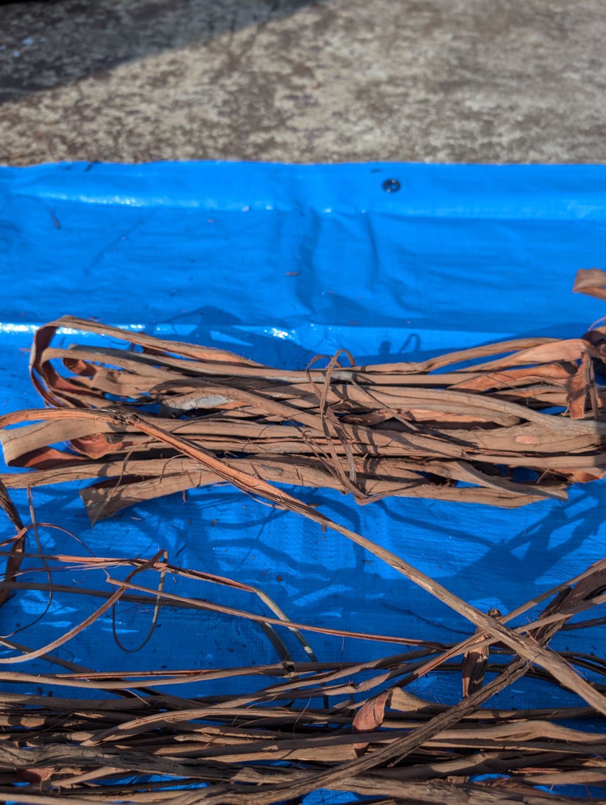 天然山葡萄の蔓2