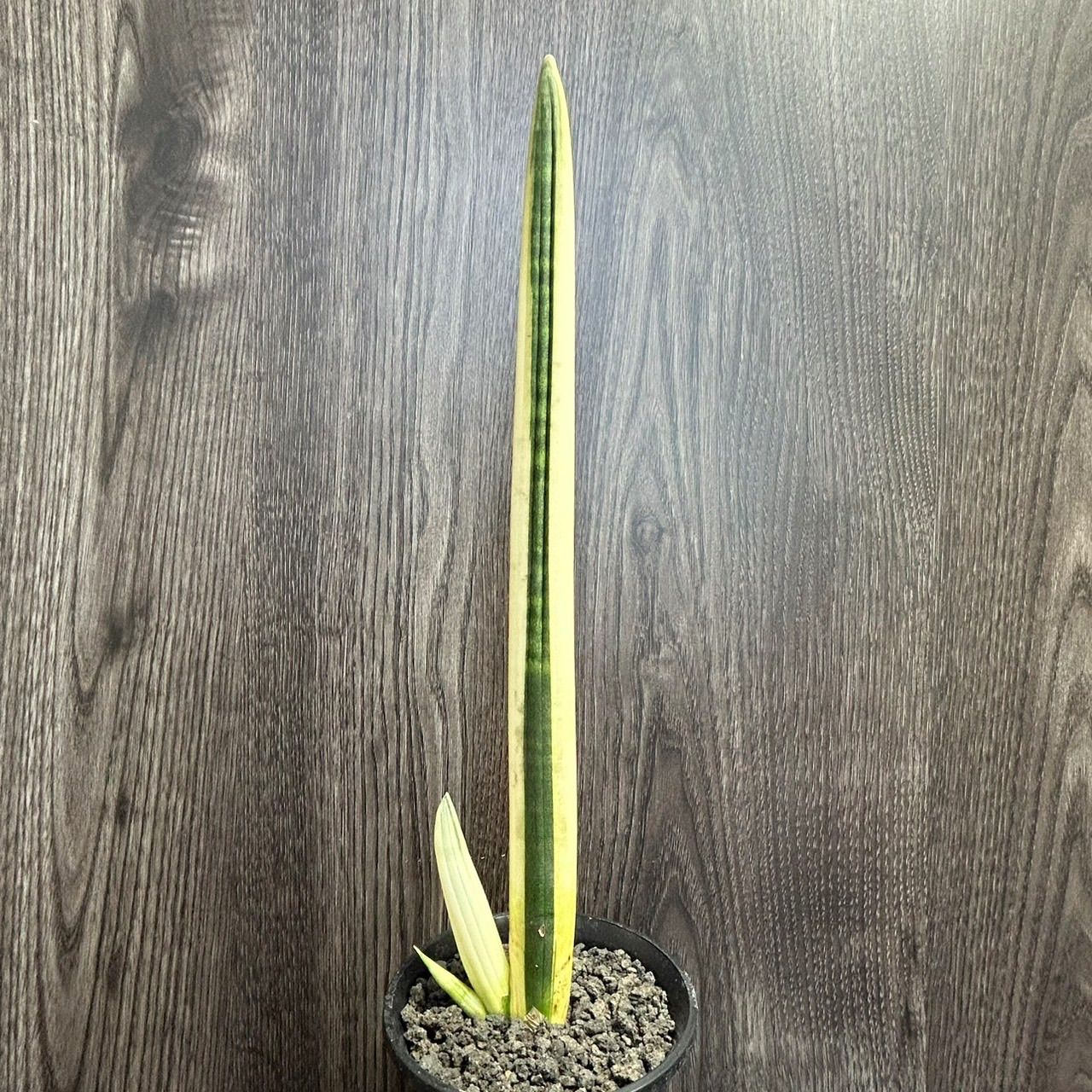 サンセベリア ボンセレンシス 斑入り Sansevieria Boncellensis Variegated - メルカリ