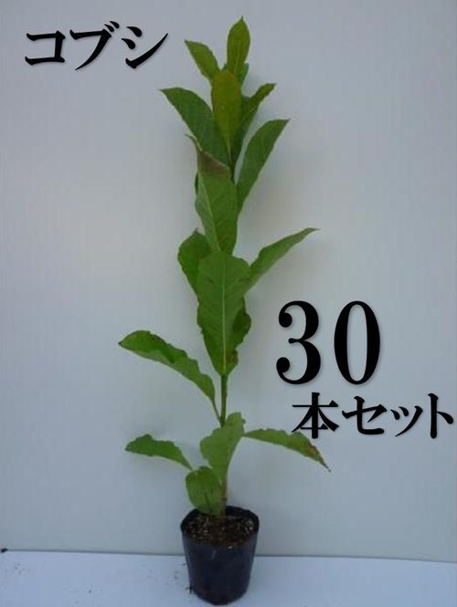 30本セット コブシ樹高0.5m前後10.5cmポット