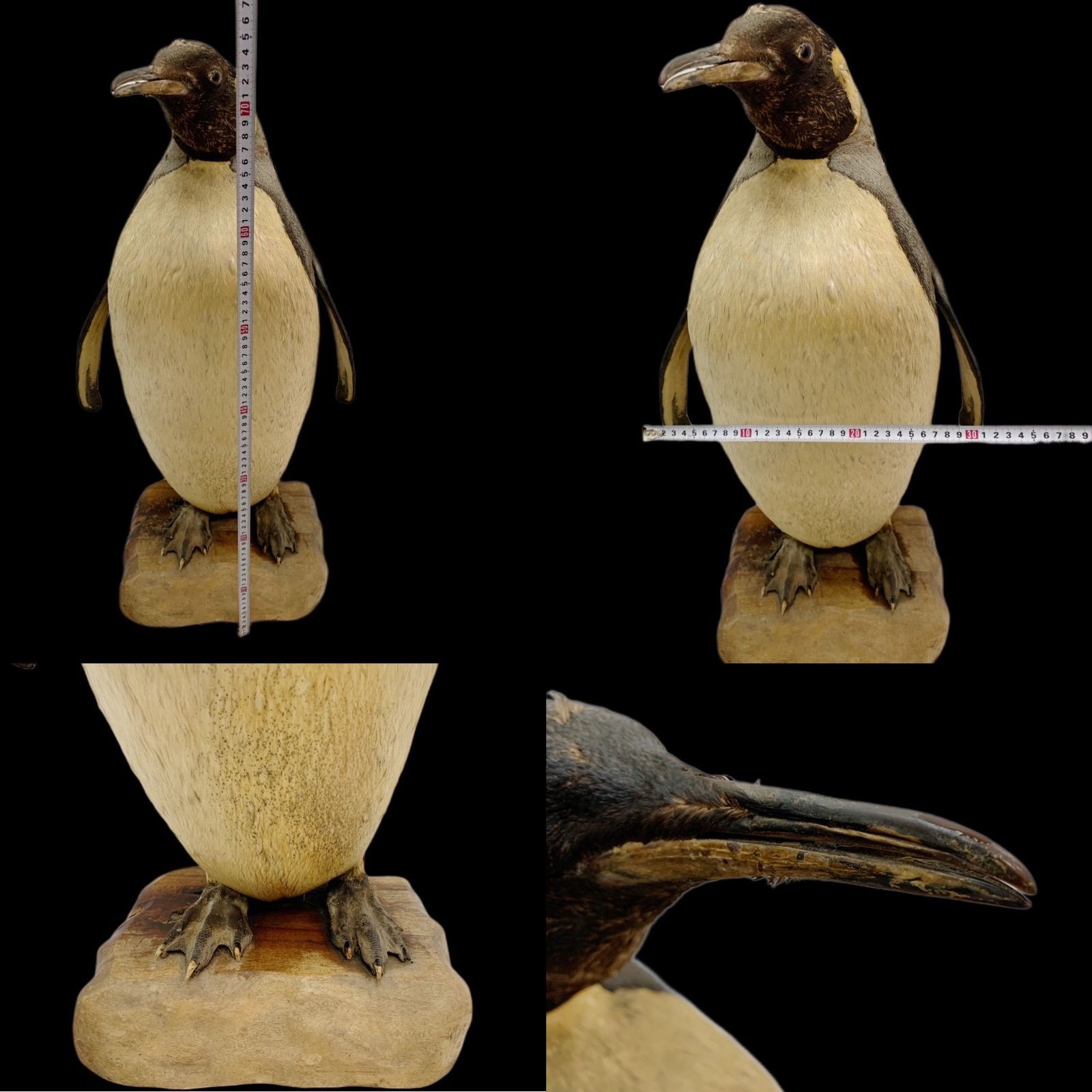 75cm ペンギン 剥製 皇帝ペンギン 希少 激レア - メルカリ