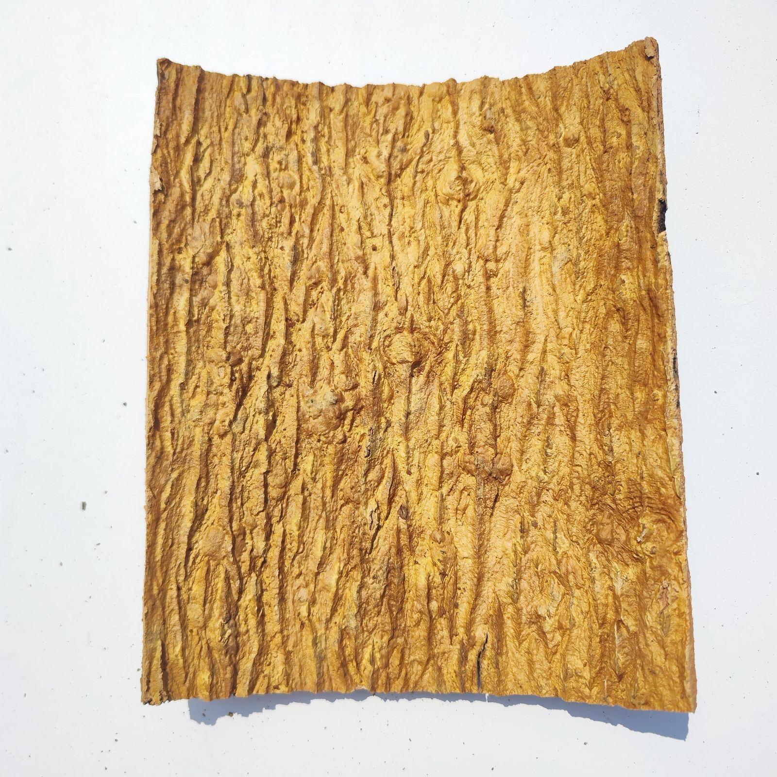 ビカクシダ アルシコルネ バージンコルク付き 1c30fc5c8156dba1b85da80ea94b67