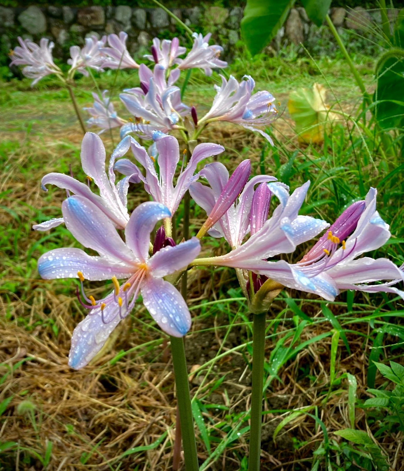 リコリス超レア品種「酔舞龍（すいぶりゅう）１球 - 植物/観葉植物