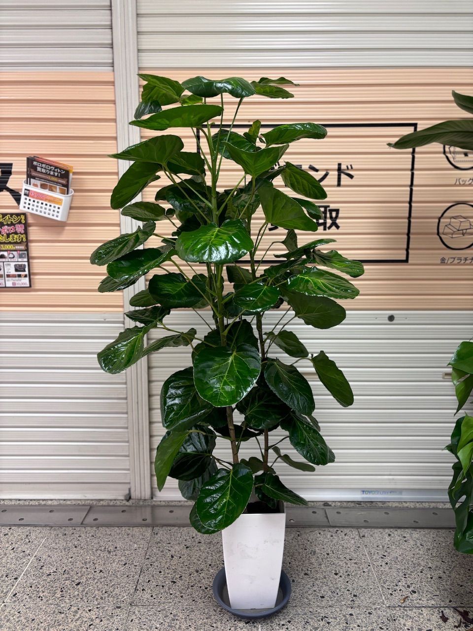 園芸ネット 観葉植物 アロエ ラモシシマ【現品】☆希少☆ 観葉植物