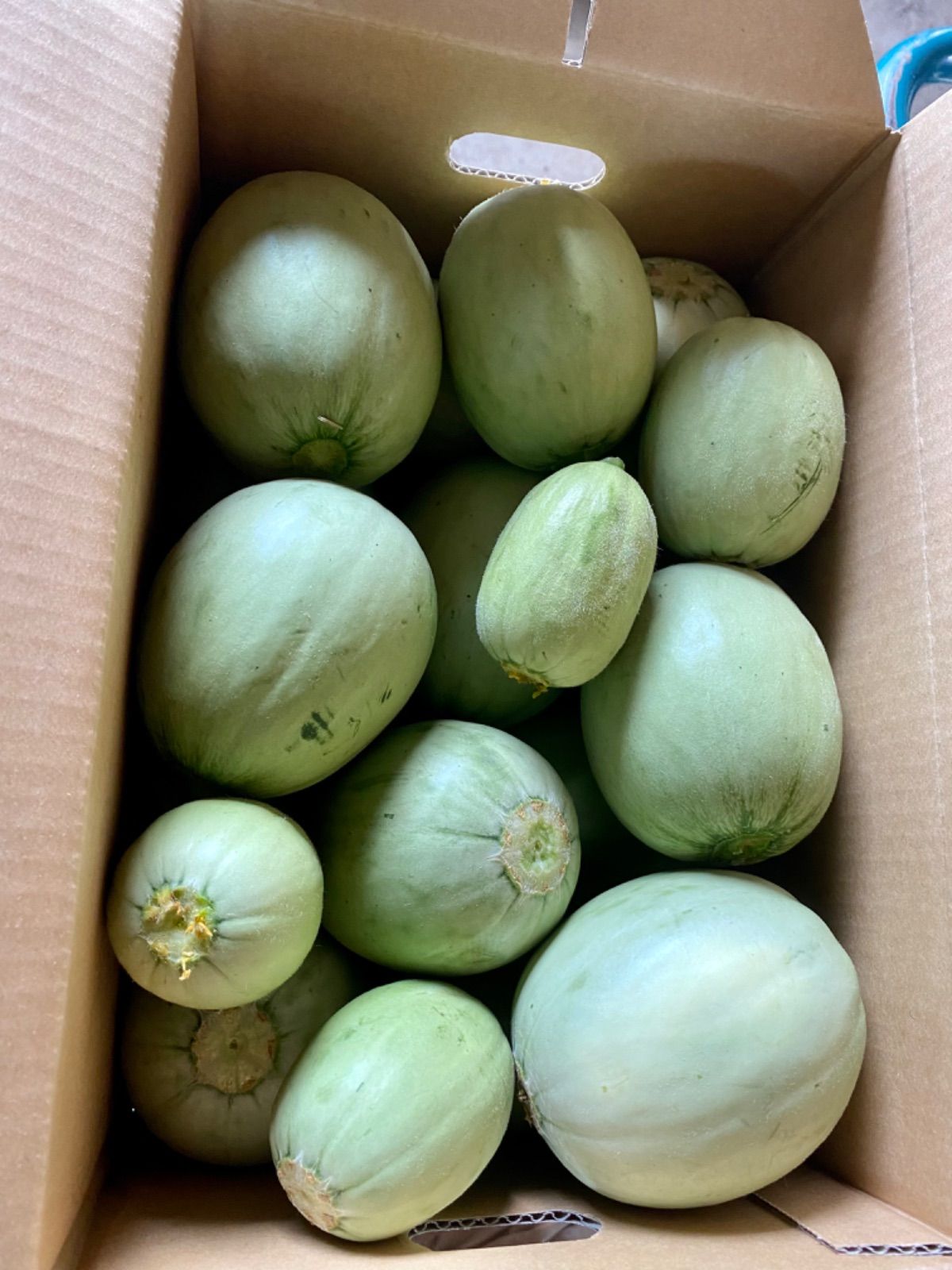 メルカリshops 北海道産 摘果メロン 漬物用メロン 箱抜き4キロ超