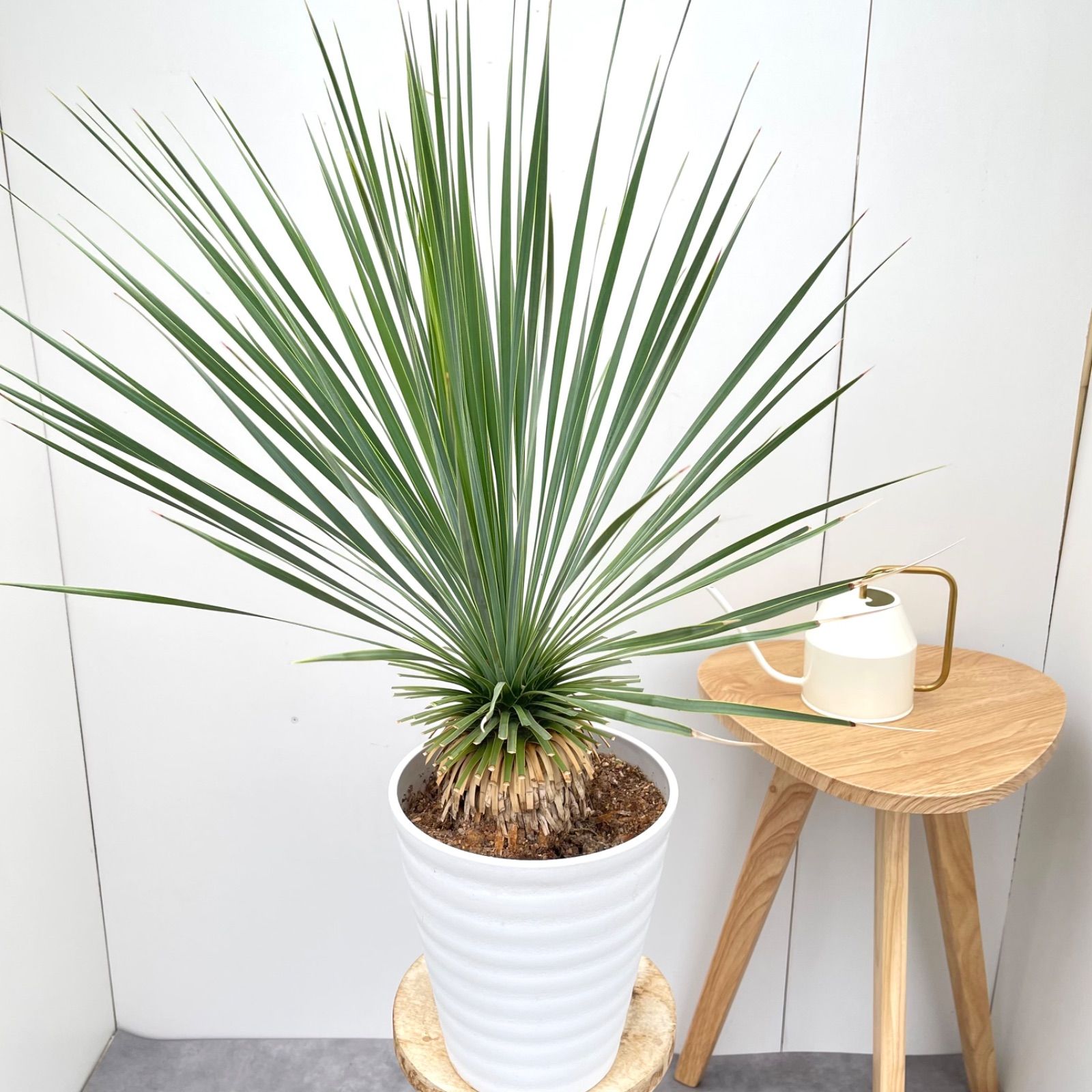 ユッカ２頭太株　1m10cm良好観葉植物安心メルカリ根あり人気強い ユッカ2頭太株 1m10cm良好観葉植物安心メルカリ根あり人気強い