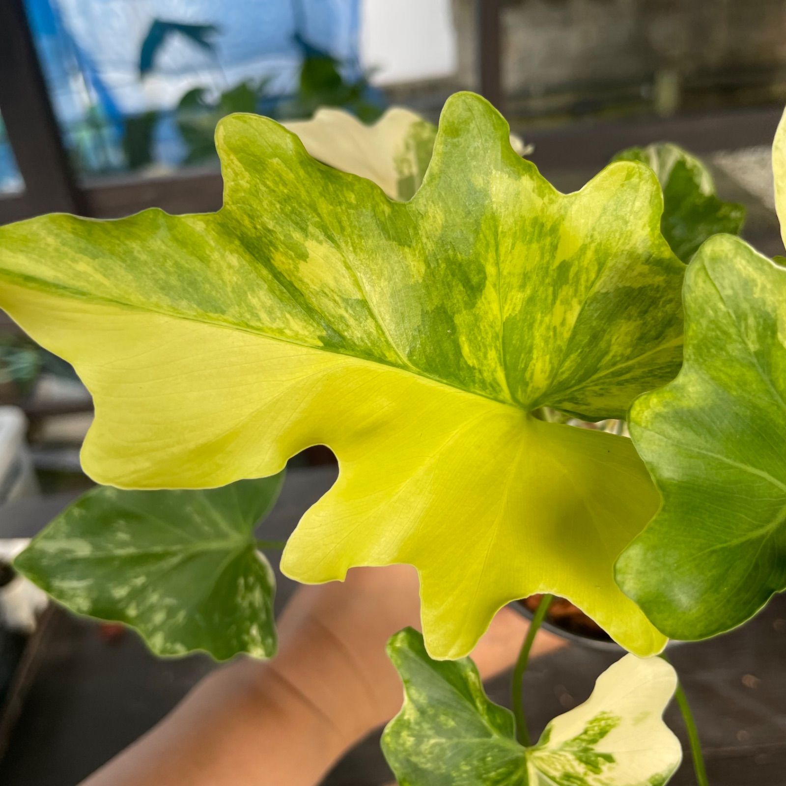 極斑】フィロデンドロン セローム 斑入り Philodendron Selloum