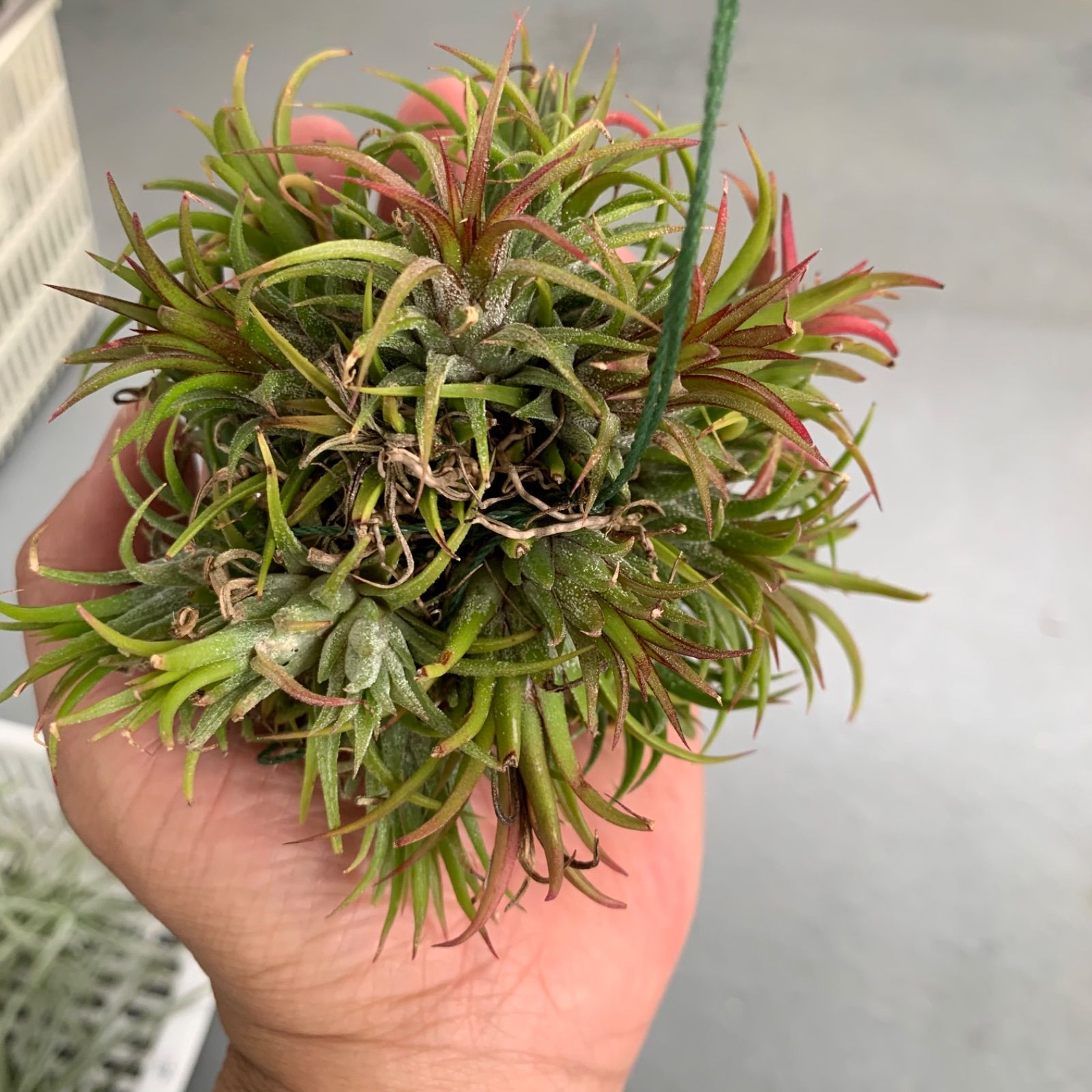 貴重 イワヒバ40年以上 群生 【公式通販】