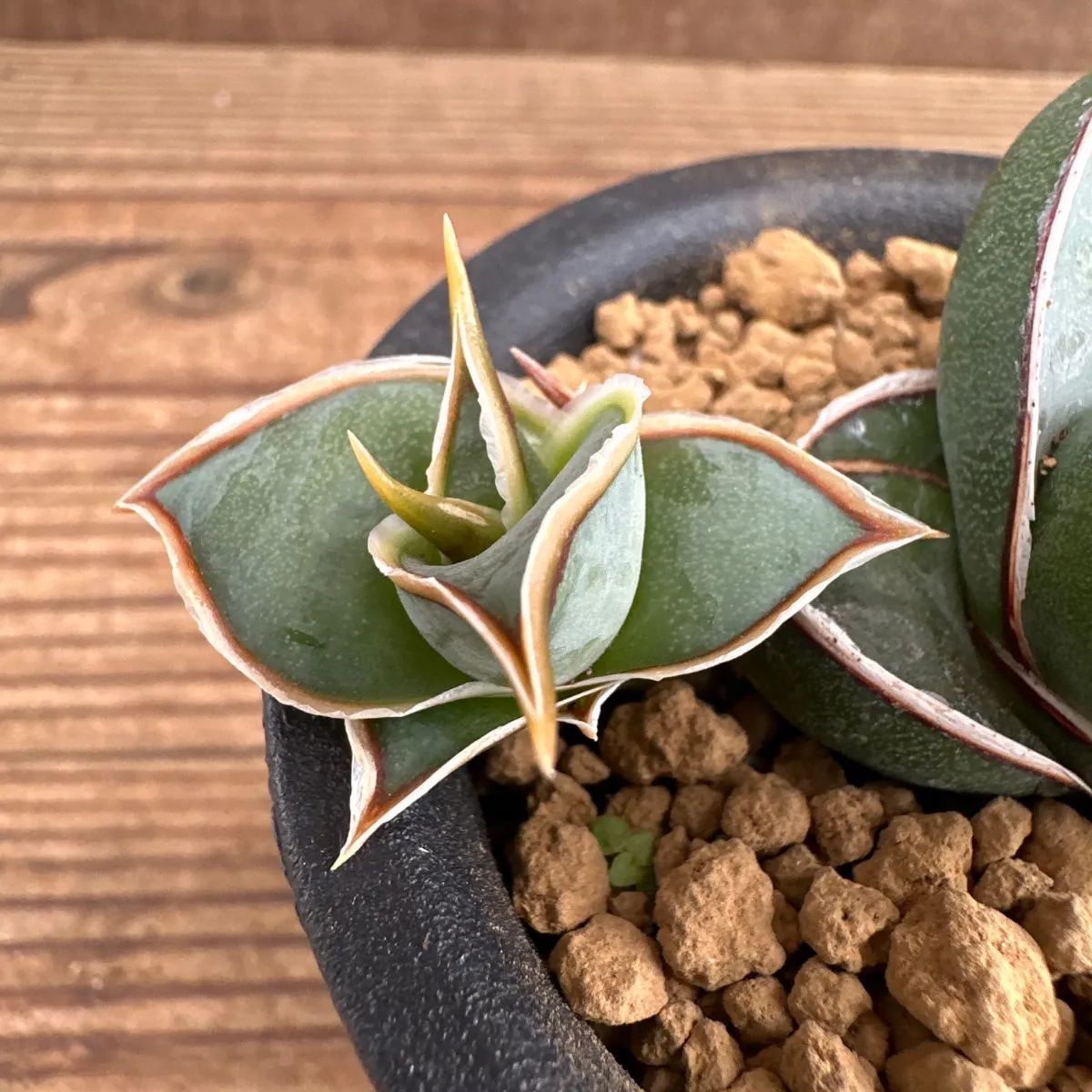 サンセベリア ピングイキュラ ②ポット付き 現品 Sansevieria