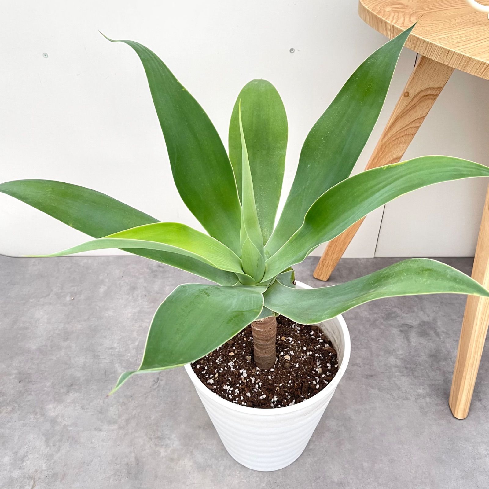 アガベ アテナータ 1 現品 観葉植物 大型 室内