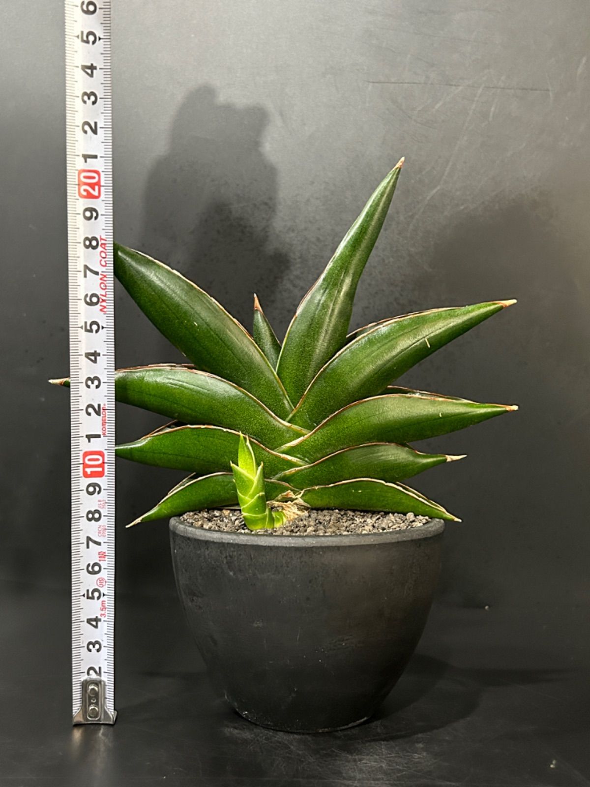 サンセベリア サワディー Sansevieria Sawasdee - メルカリ