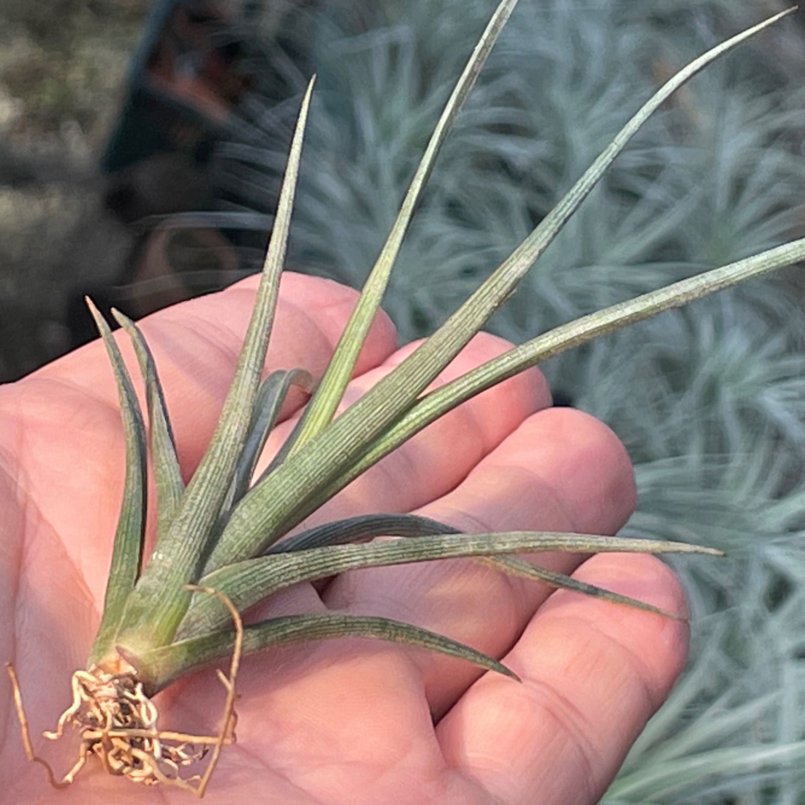 チランジア エリシー Tillandsia erici＊エアプランツ＠フラワー