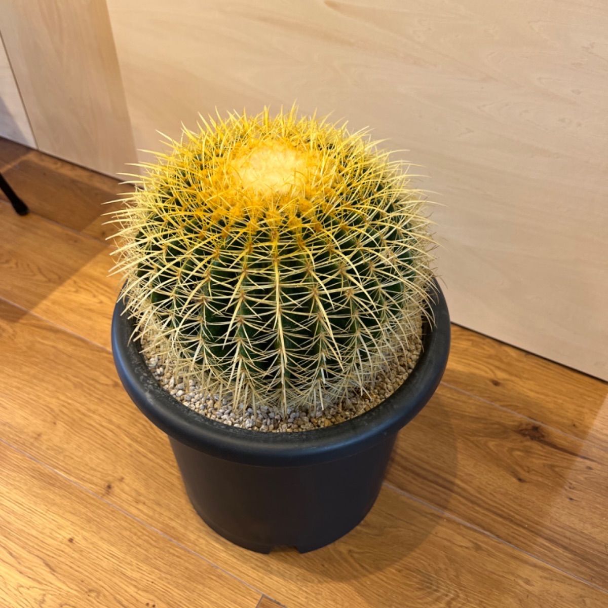 特特大 金鯱 キンシャチ12号 36cm鉢 尺鉢