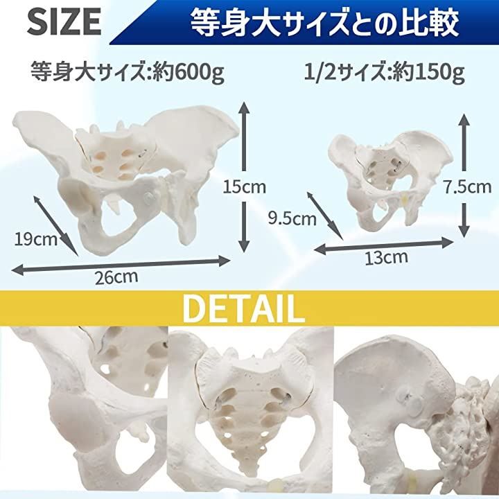 約600g原産国KIYOMARU グイッと動かすことができる骨盤模型 人体模型