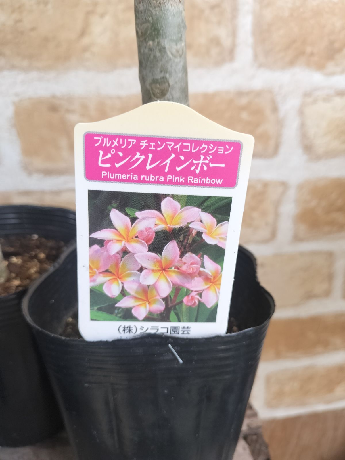 苗木・植木 プルメリア4色セット