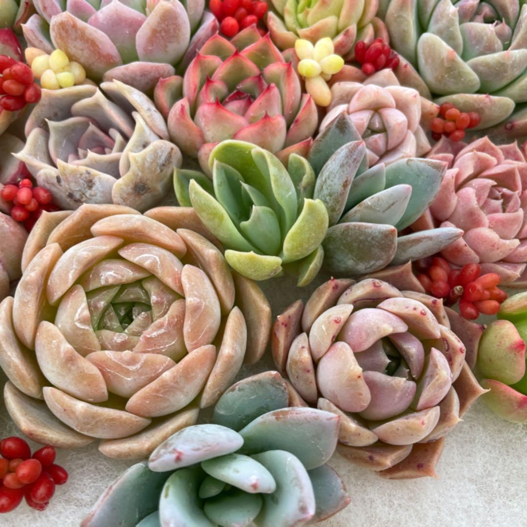 韓国苗　100苗セット　カット苗　【メルカリ便発送】多肉植物　詰め合わせ 2 多肉植物 多肉弁当 詰め合わせ 寄せ植え セット 韓国苗 カット