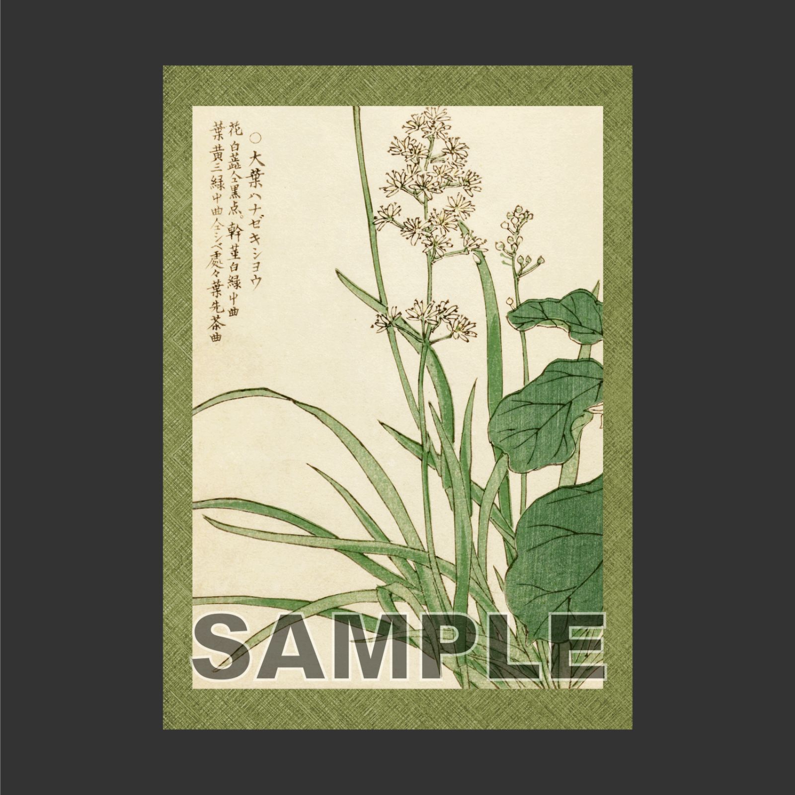 幸野楳嶺 「千種の花 大葉ハナゼキショウ」 ボタニカルアート