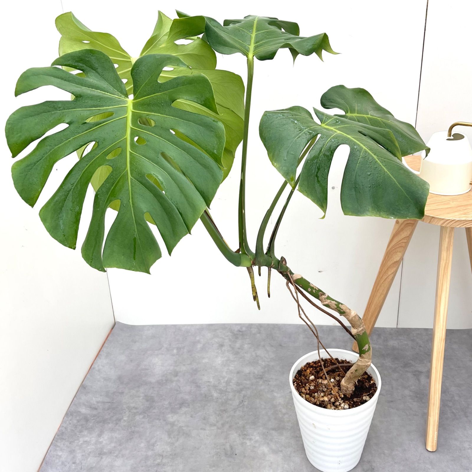 モンステラ 1【現品】観葉植物 幹上がり 室内 7号 観葉 植物
