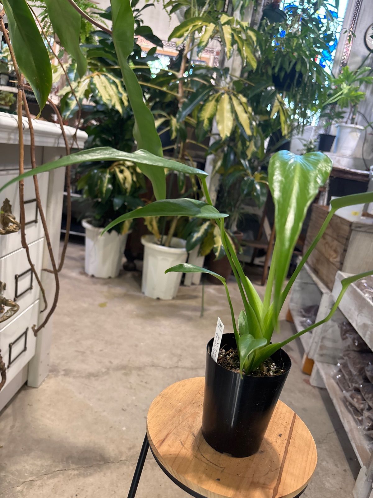 現品］E ザミア メキシコソテツ 観葉植物 大型 10号 かっこいい 現品