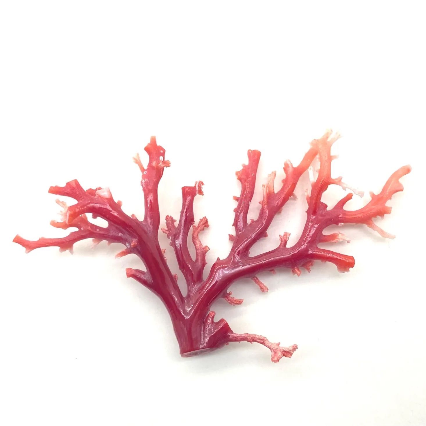 魁◇本物保証 希少 天然赤珊瑚 置物 小笠原諸島近海 12×5.5㎝ 113.7g