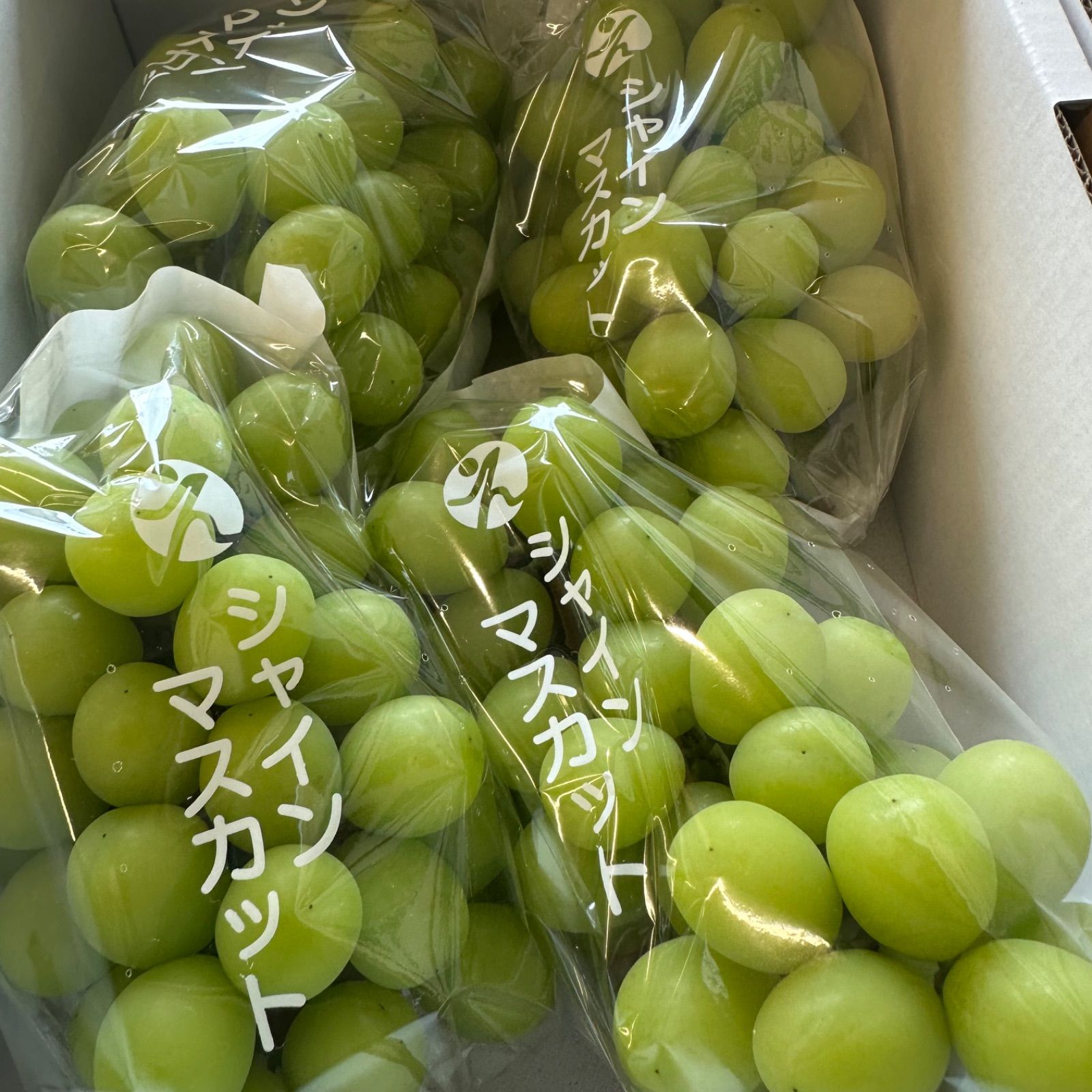 8キロ 上シャインマスカット 愛媛産 4箱