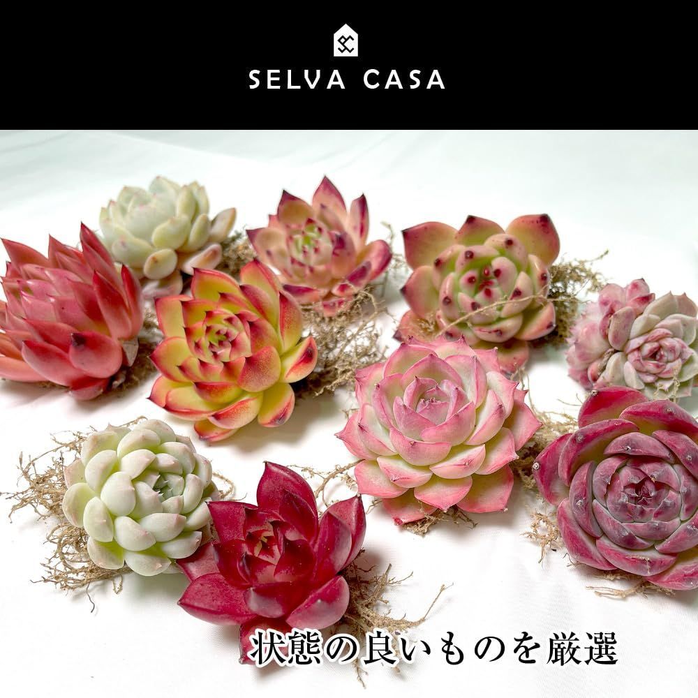 SELVA