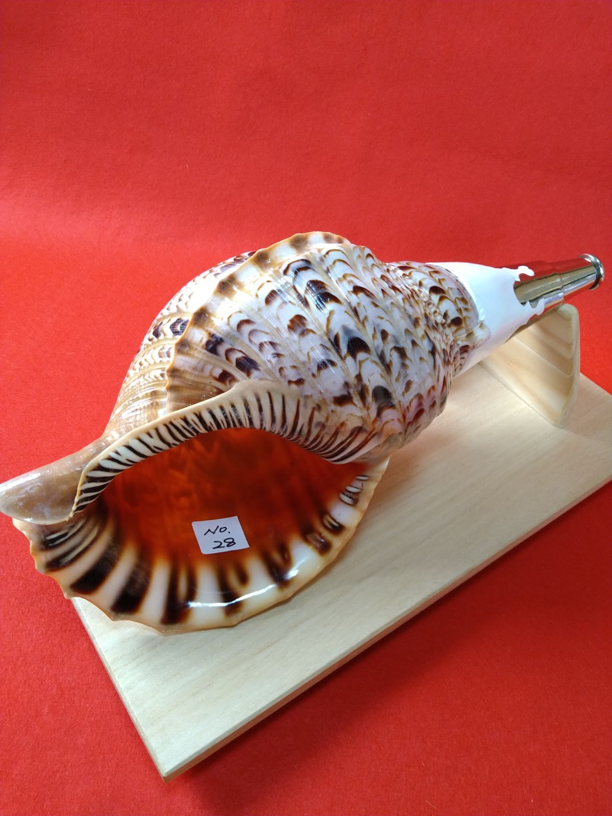 法螺貝 ほら貝 ホラ貝 神仏 山伏 修験道 和太鼓 お祭り 魔除け Yahoo