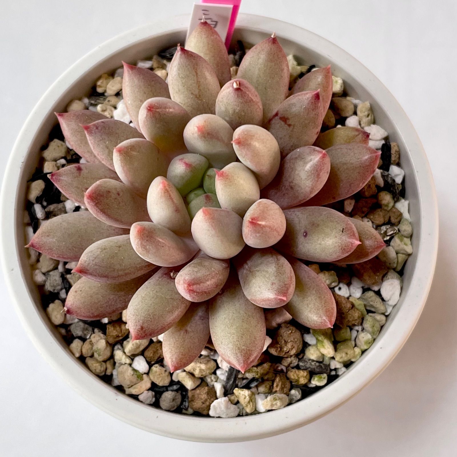 多肉植物　ショコラ　抜き苗　A-25ポット