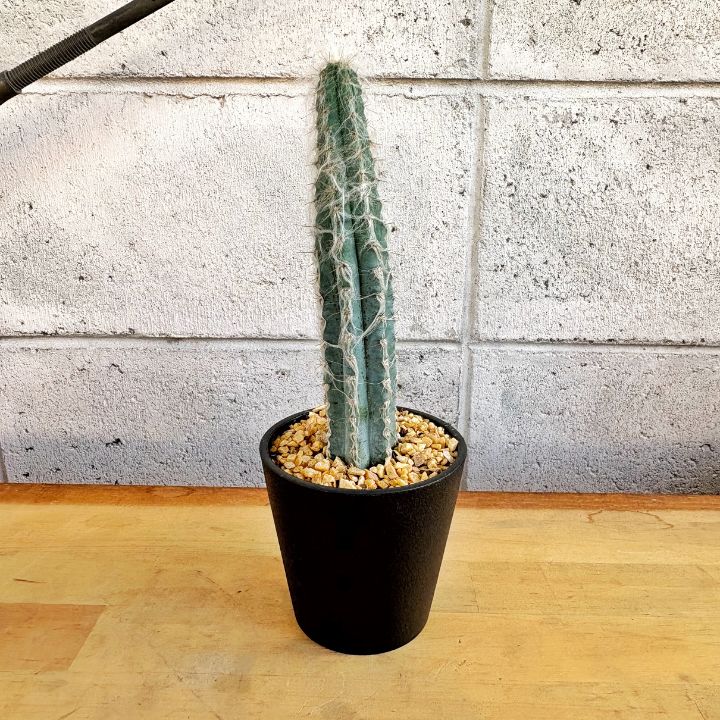 多肉植物】アレオーレ ピロソケレウス パキクラダス 3.5寸 プラ鉢 刺座