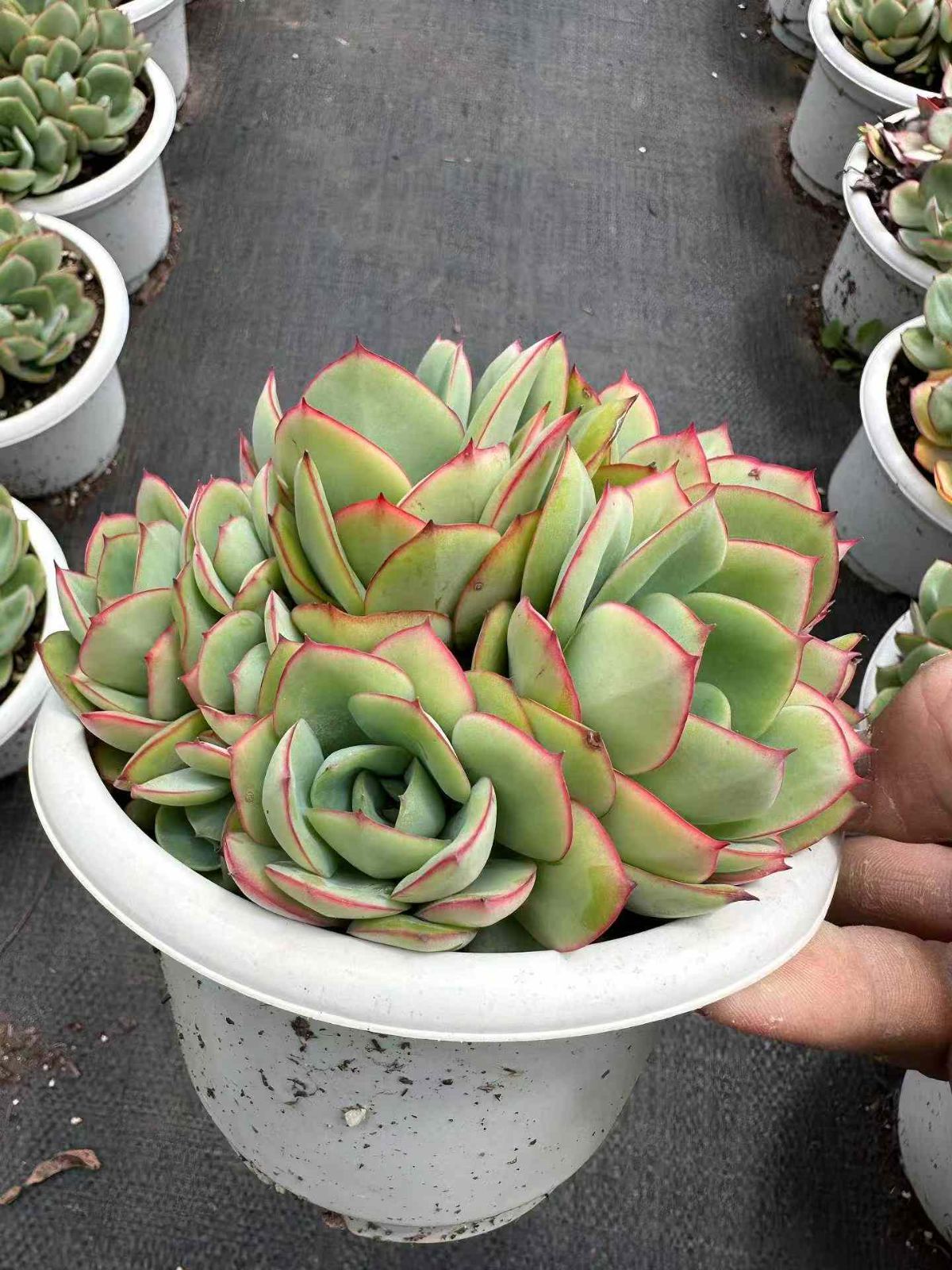 ZAN5×12 ボタンテイ 抜き苗 多肉植物 アエオニウム エケベリア 韓国苗 YUZUMIYA_COM