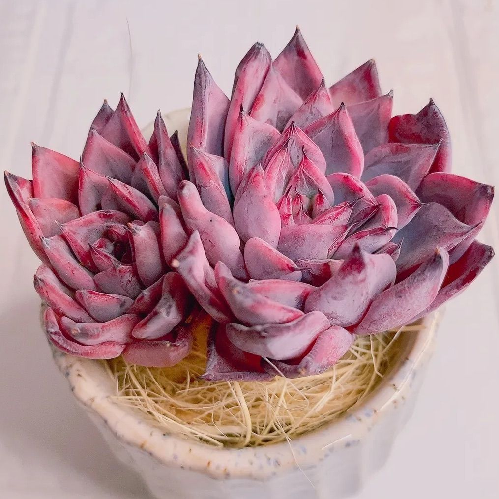 多肉植物　ブラックピンク　韓国苗 ブラックピンク（チャンヒー農園苗） – 多肉植物の通販・販売サイト tawawa