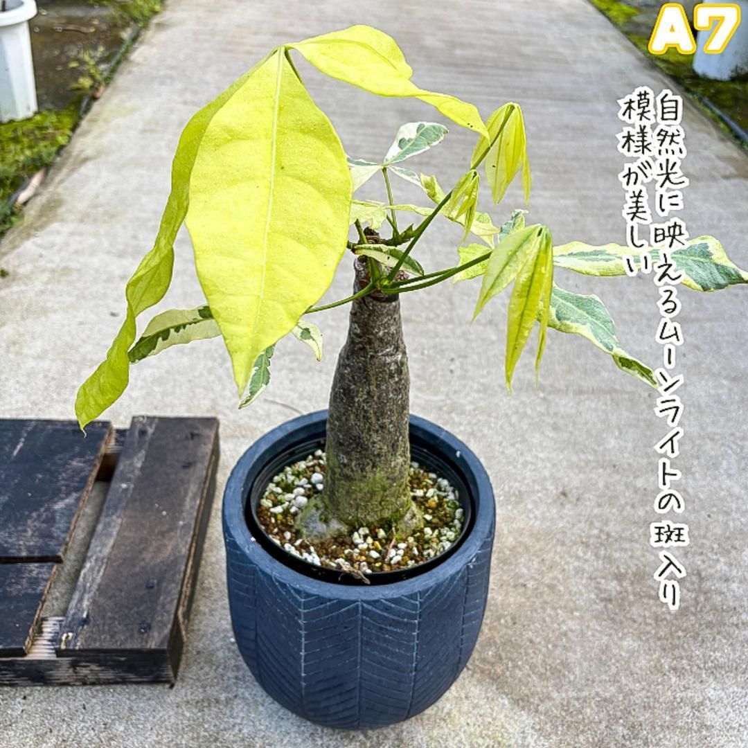 極太パキラ限定一品！パキラミルキーウェイA5/接木/パラソル