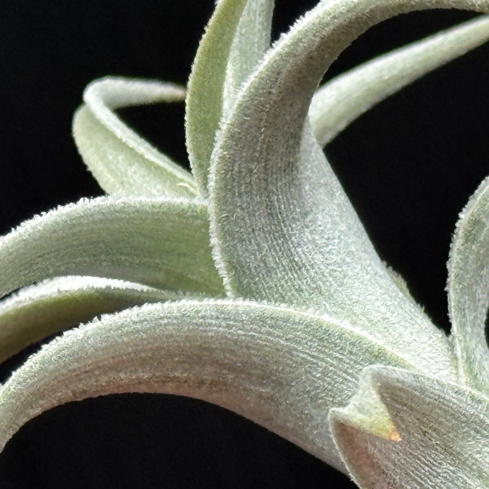 白銀の輝き＆クネリ＊チランジア ハセイ Tillandsia hasei＊エア